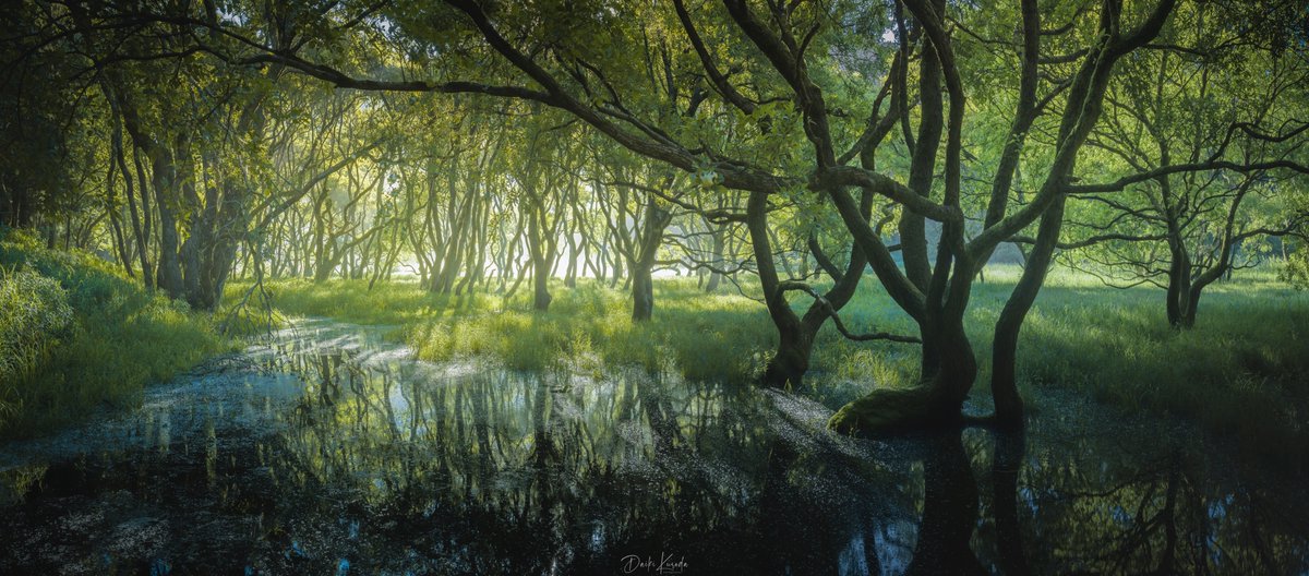 dik_photo's tweet photo. 「Flooded forest」

梅雨時期or大雨が降った後にしか現れない水没林。
新たな庭として条件見合いで通いたい。
海上アルプスよりも全然近くて楽勝な気がしてる。 https://t.co/5fqoxxqR7B