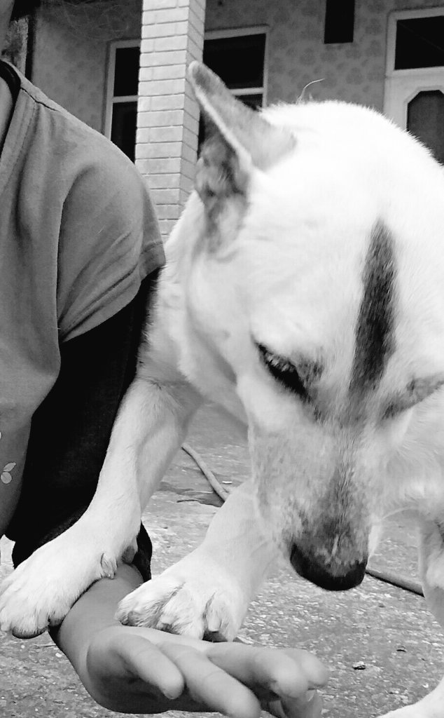 इक उम्र के बाद अपने कोने में सुबहो-शाम... मन का खाना... चंद किताबें... संगीत और अपनी पसंद के इंसान का साथ... इससे ज्यादा कुछ नहीं चाहिए होता है "जीने के लिए.... 
#यादें #Spiky🐶❤ #Dog