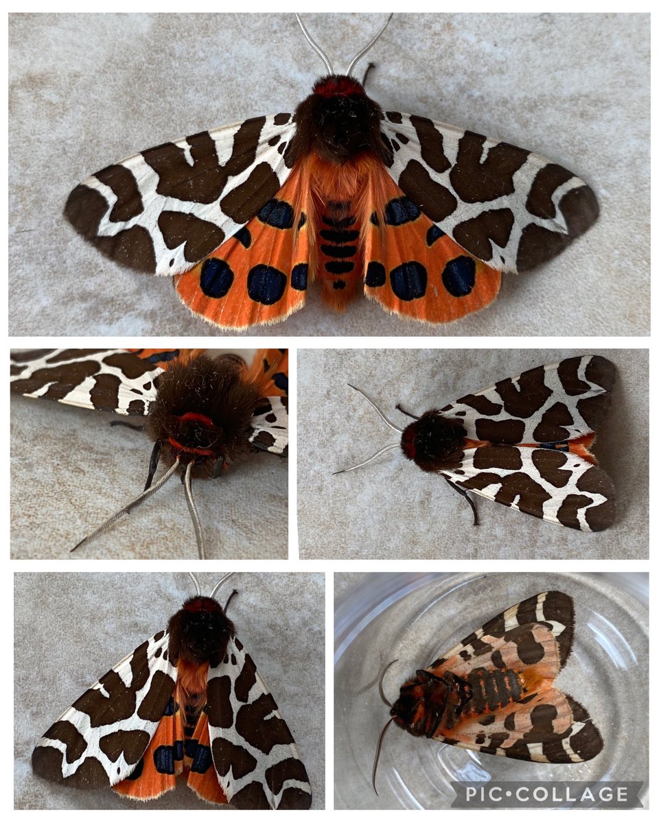 Multiple views of today’s Garden Tiger moth, it was in pristine condition. #teammoth