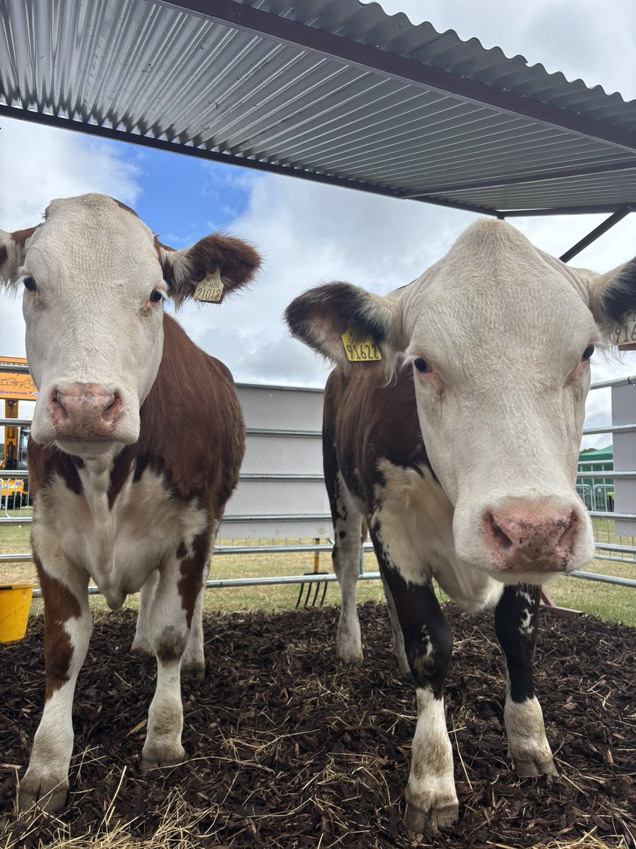 AgriAware's tweet image. All set for day 2 of Flavours of Fingal! Make sure to drop down to us at the county show area for milking and shearing demonstrations throughout the day
#FlavoursofFingal #AgriAware #Agriculture
