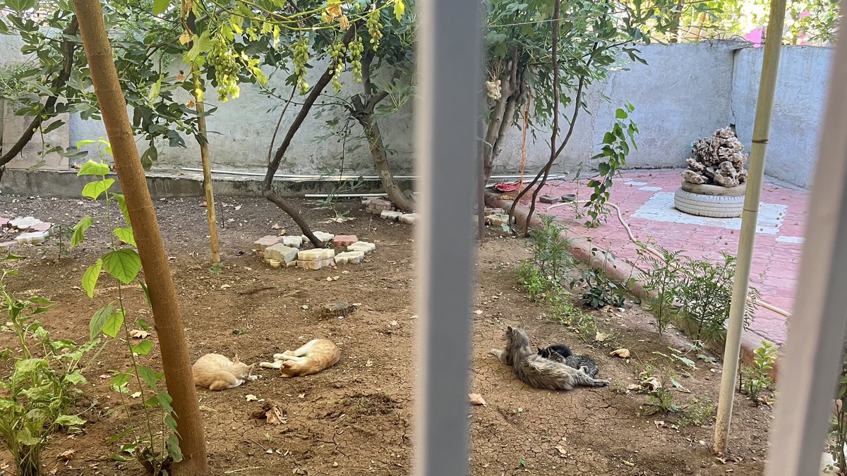 Oy Tatliş Kedicikler Sizi.
Bu Sıcaklar Sizi Yorgun mu Düşürdü Kuzularım….
Arka Bahçemde Göçebe Kediler için Çokça Mama, Su, Misafir Beş Kedi, Ev Kedim, Biri Yavru İki Kirpi, Sıfır Böcek…