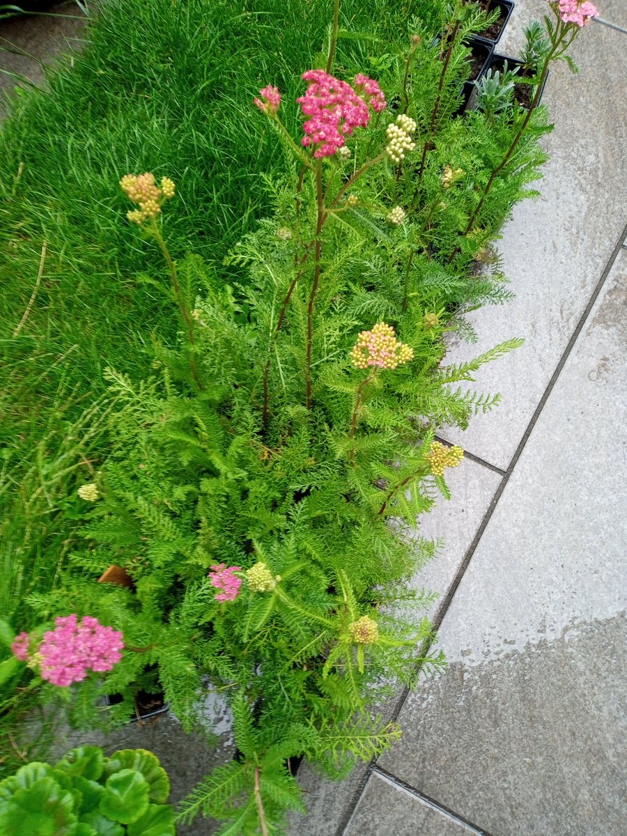 Showings there true colours. Achillea flowerburst fruit bowl mxd . Sown mid March.