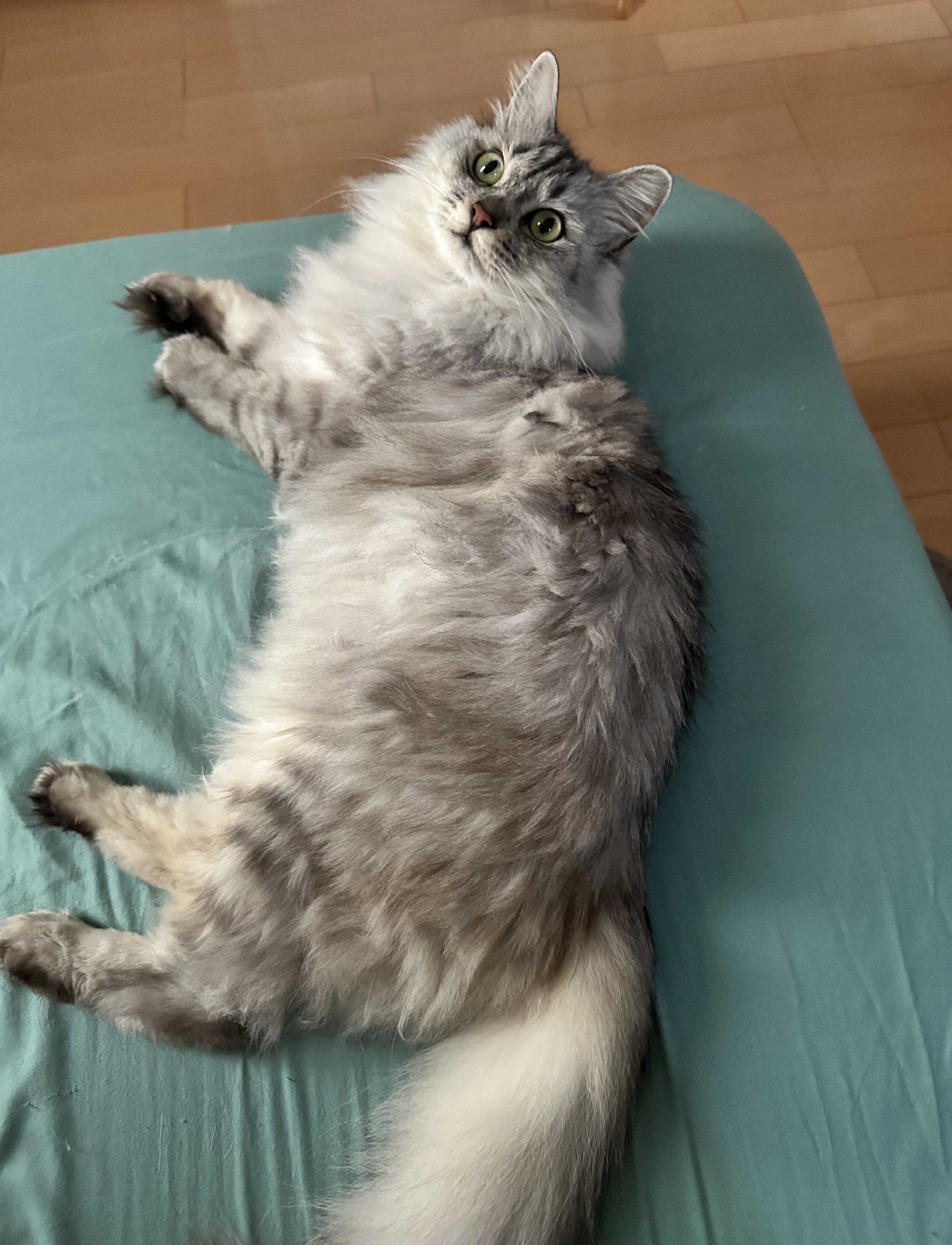 Posts with replies by Yuki🐾2 (@YukiRabbit3) / X
