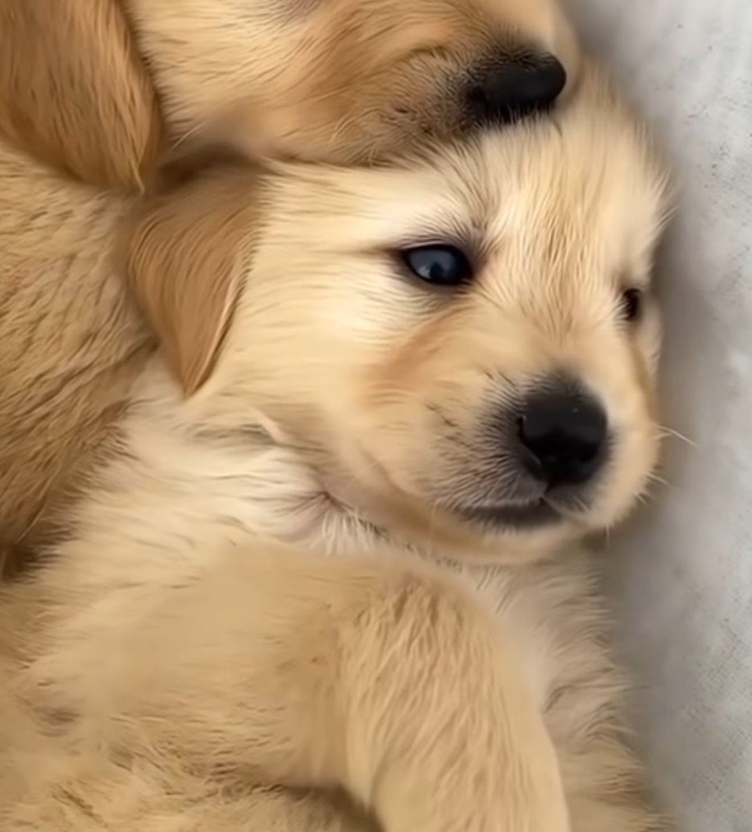 ไม่มีคัยรักชั้นเลย ชั้นเสียใจ