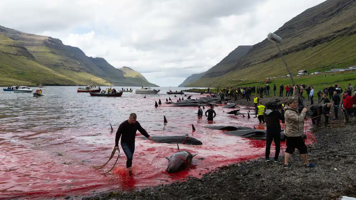 Les îles Féroé massacrent des cétacés en toute légalité 😡 Qui peut cautionner ça ? Barbares. <a href="/VisitFaroe/">Visit Faroe Islands</a> <a href="/GoVisitDenmark/">VisitDenmark</a> <a href="/VisitCopenhagen/">VisitCopenhagen</a> #StopTheGrind