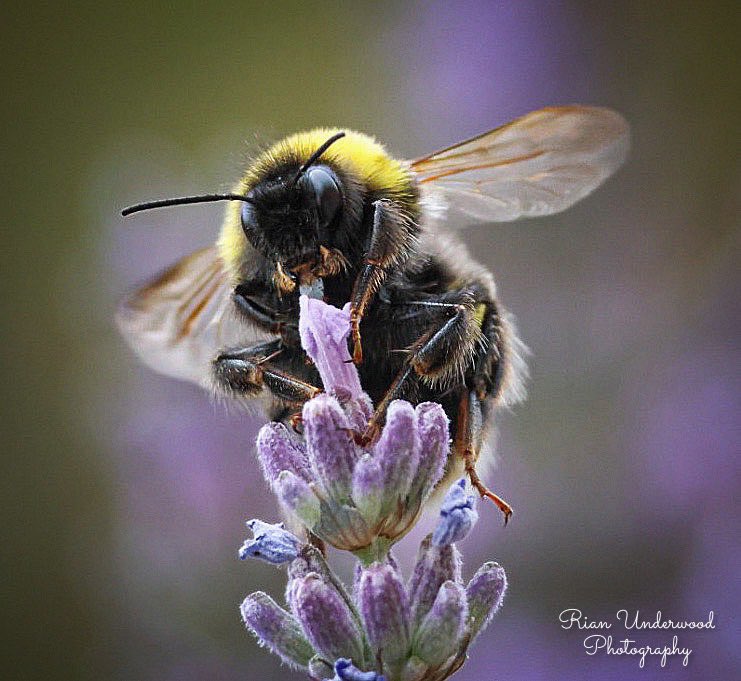🐻Nature&wildlife 🦔 tweet media