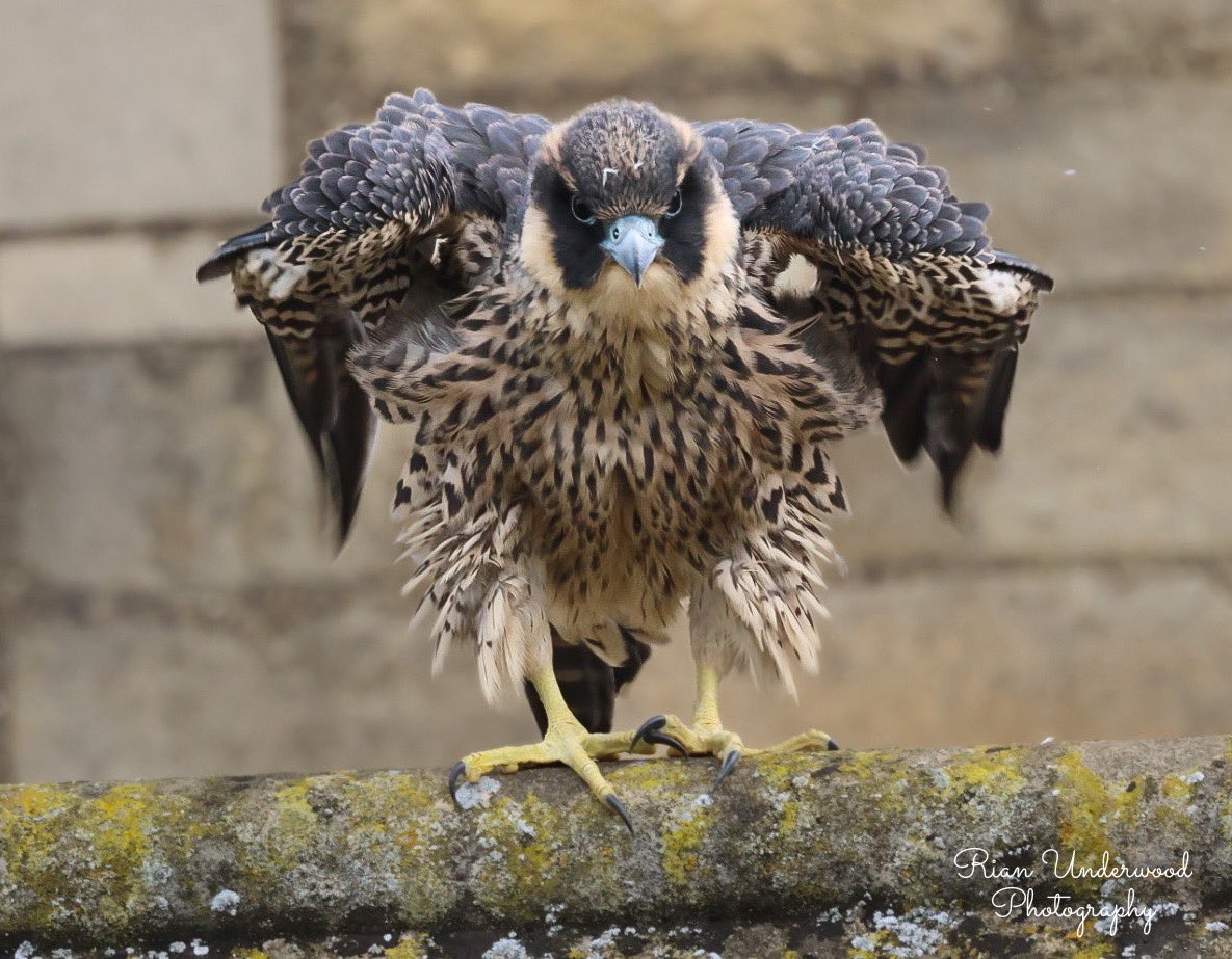 🐻Nature&wildlife 🦔 tweet media