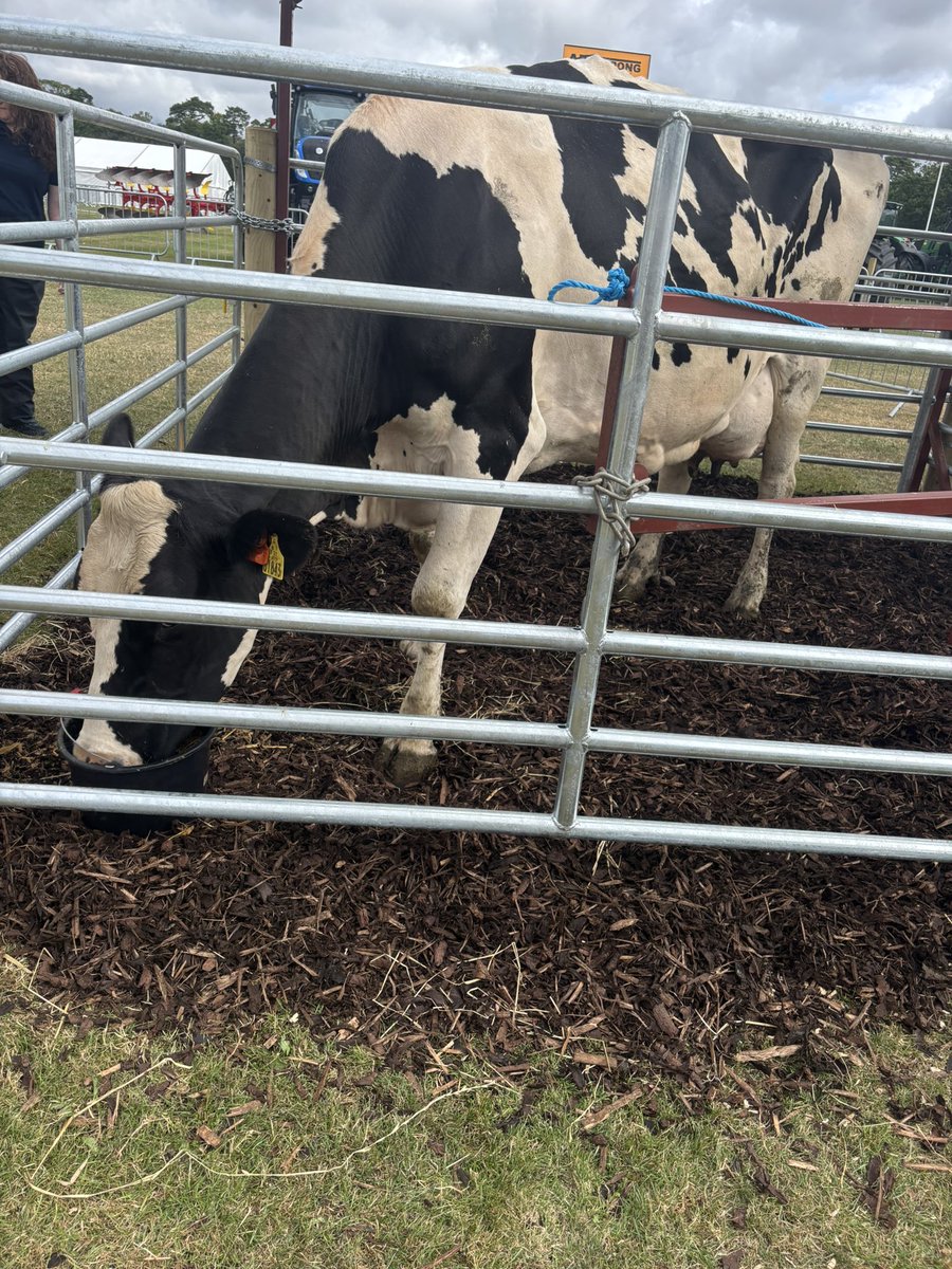 AgriAware's tweet image. Feeding time before a busy day at Flavours of Fingal !
#FlavoursofFingal #Feedingtime