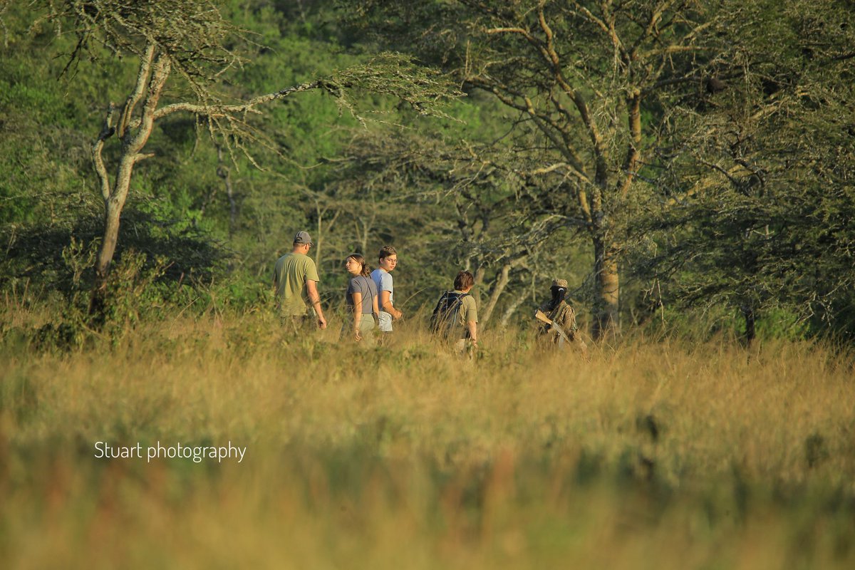 Have you heard about the walking safari in #lakemburonationalpark ?
<a href="/ugwildlife/">Uganda Wildlife Authority</a>