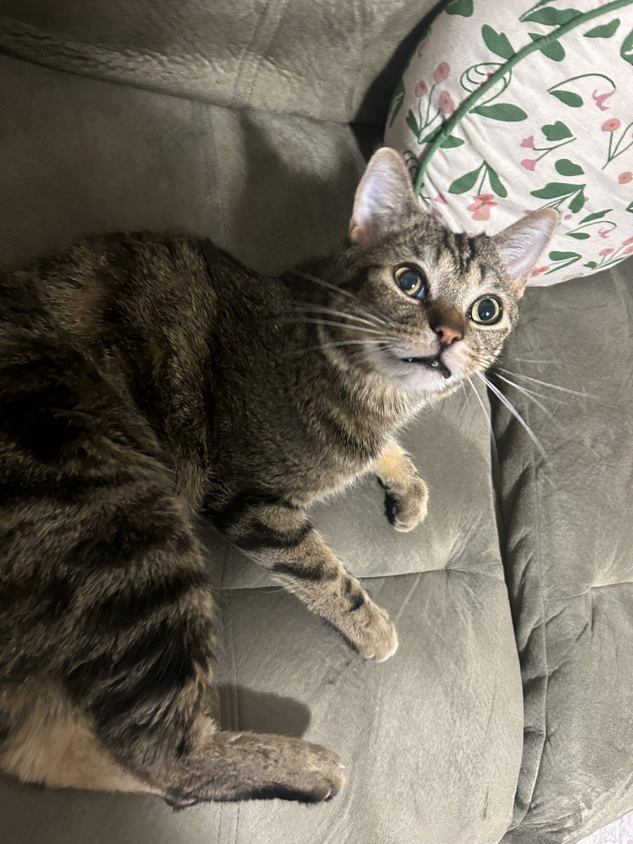 pseudonight's tweet image. Weird animal