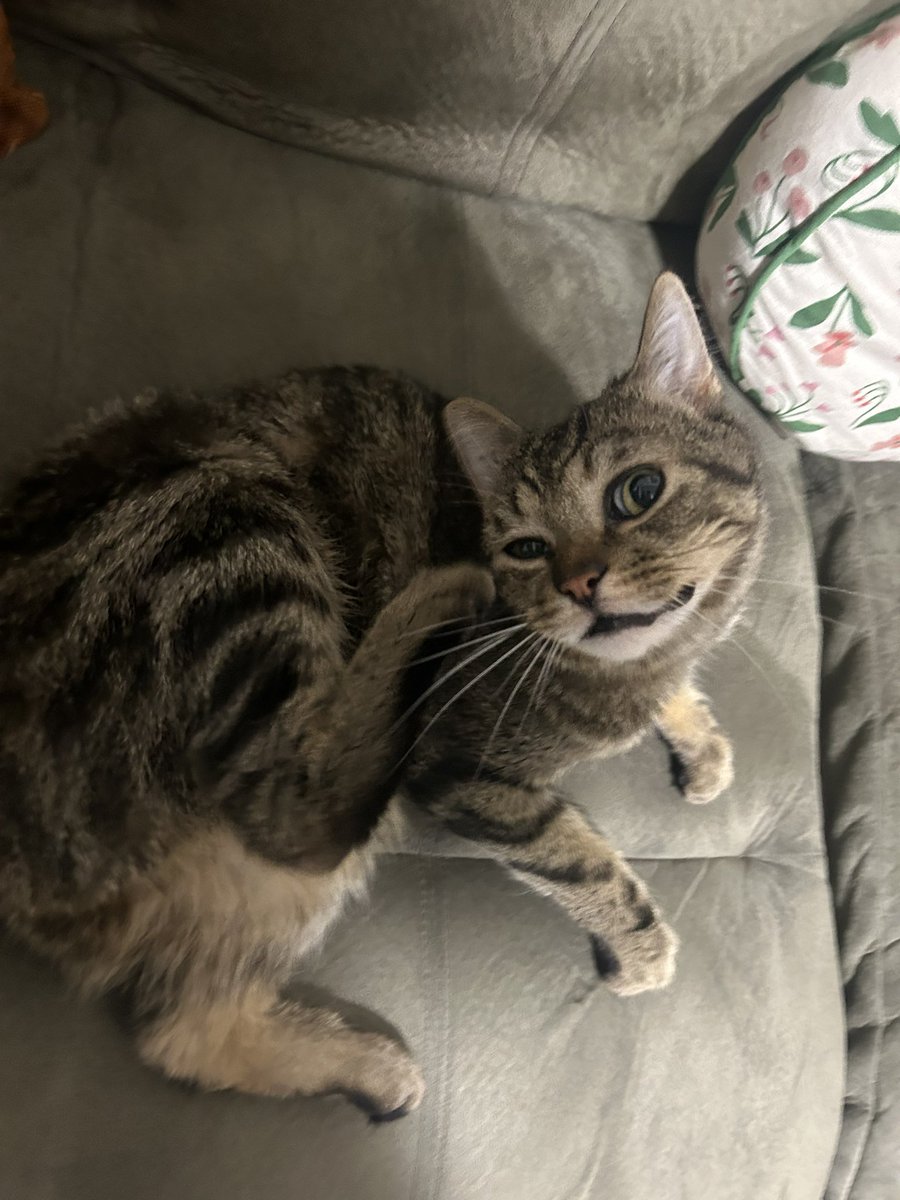 pseudonight's tweet image. Weird animal