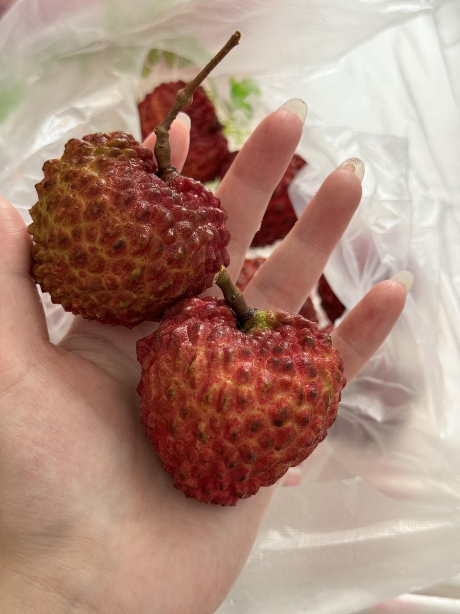 臭弟弟 你那两颗荔枝有它大吗😏