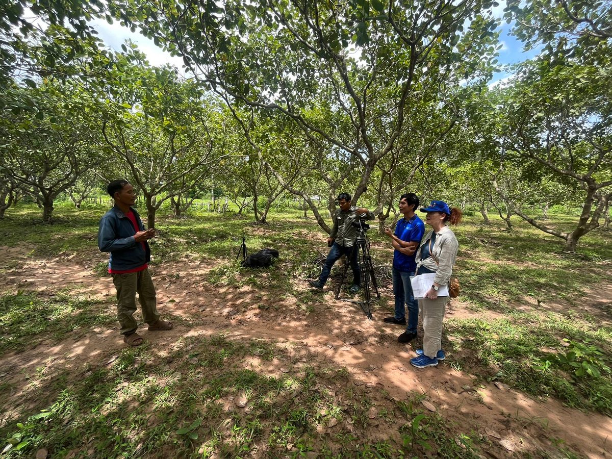 FAOclimate's tweet image. 🎥 DAY 7 @FAO team on the ground near #SiemReap, Cambodia, documenting the journey of a livestock-cashew farmer building climate resilience with support from the FAO #SCALA programme. 
🌰🐄🌱 Local action = global impact. 
#ClimateAction @FAOCambodia