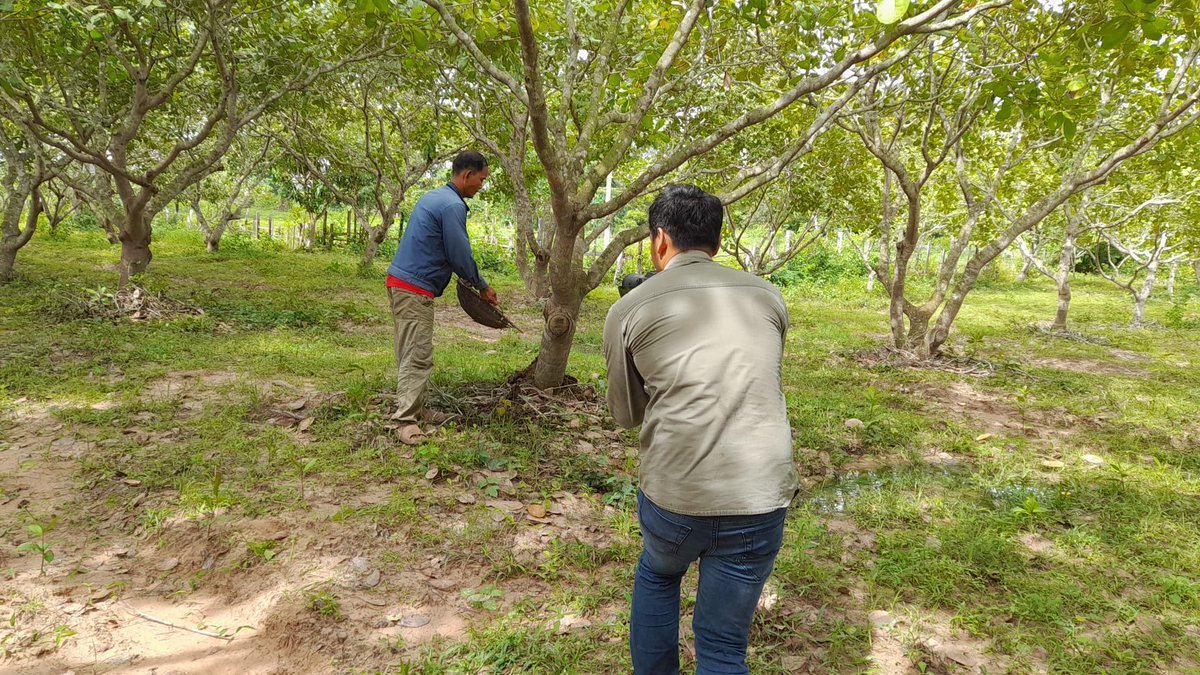 FAOclimate's tweet image. 🎥 DAY 7 @FAO team on the ground near #SiemReap, Cambodia, documenting the journey of a livestock-cashew farmer building climate resilience with support from the FAO #SCALA programme. 
🌰🐄🌱 Local action = global impact. 
#ClimateAction @FAOCambodia