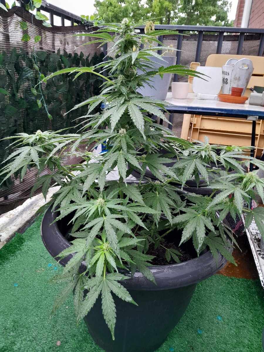 Rainy day for my
Autoflower Vision Seed 🌧🌧🌧

#Autoflower ##visionseed #rainydays