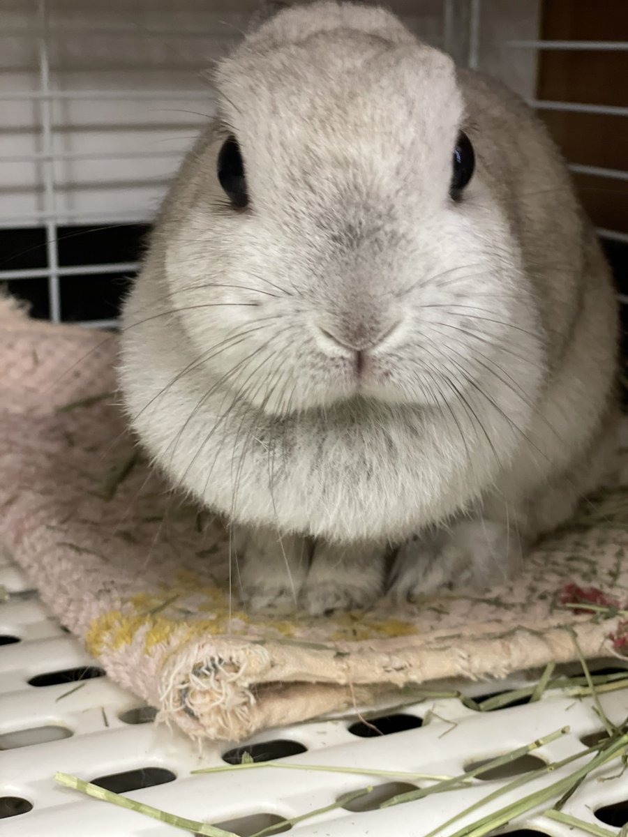 chocolate_otter's tweet image. 櫻井さんの美人顔4選🐰