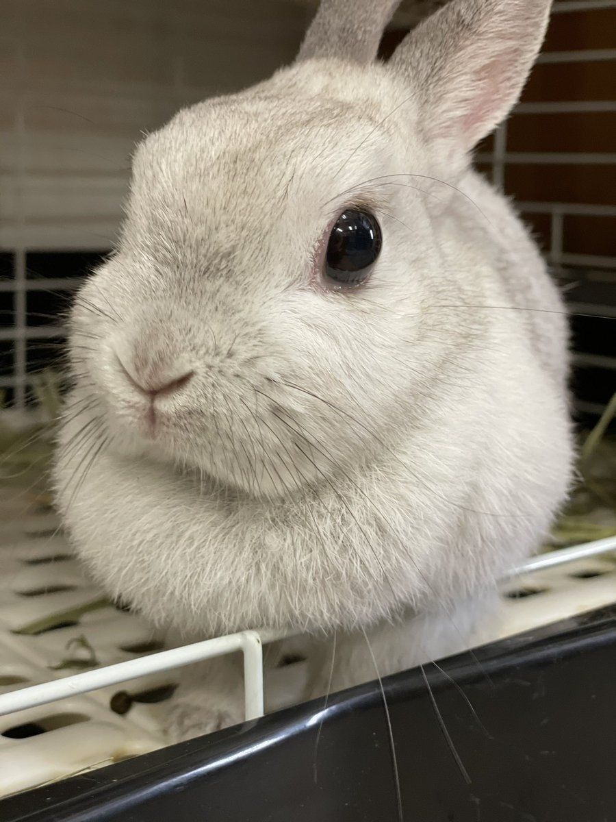 chocolate_otter's tweet image. 櫻井さんの美人顔4選🐰