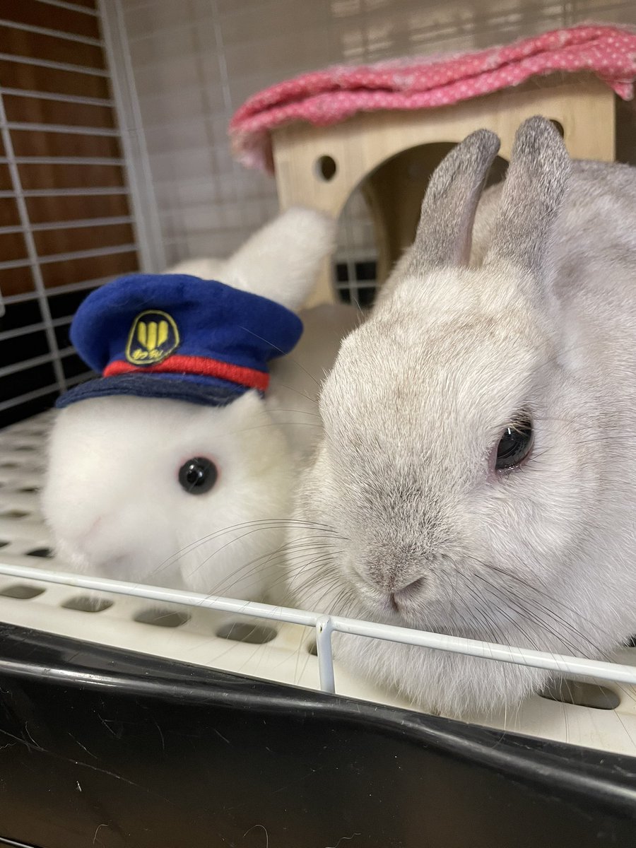 chocolate_otter's tweet image. 櫻井さんの美人顔4選🐰