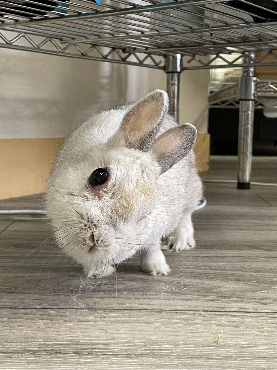 chocolate_otter's tweet image. 櫻井さんの美人顔4選🐰