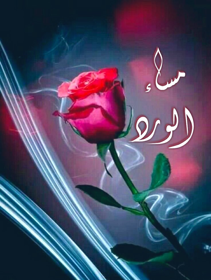 مساء الورد...🌹