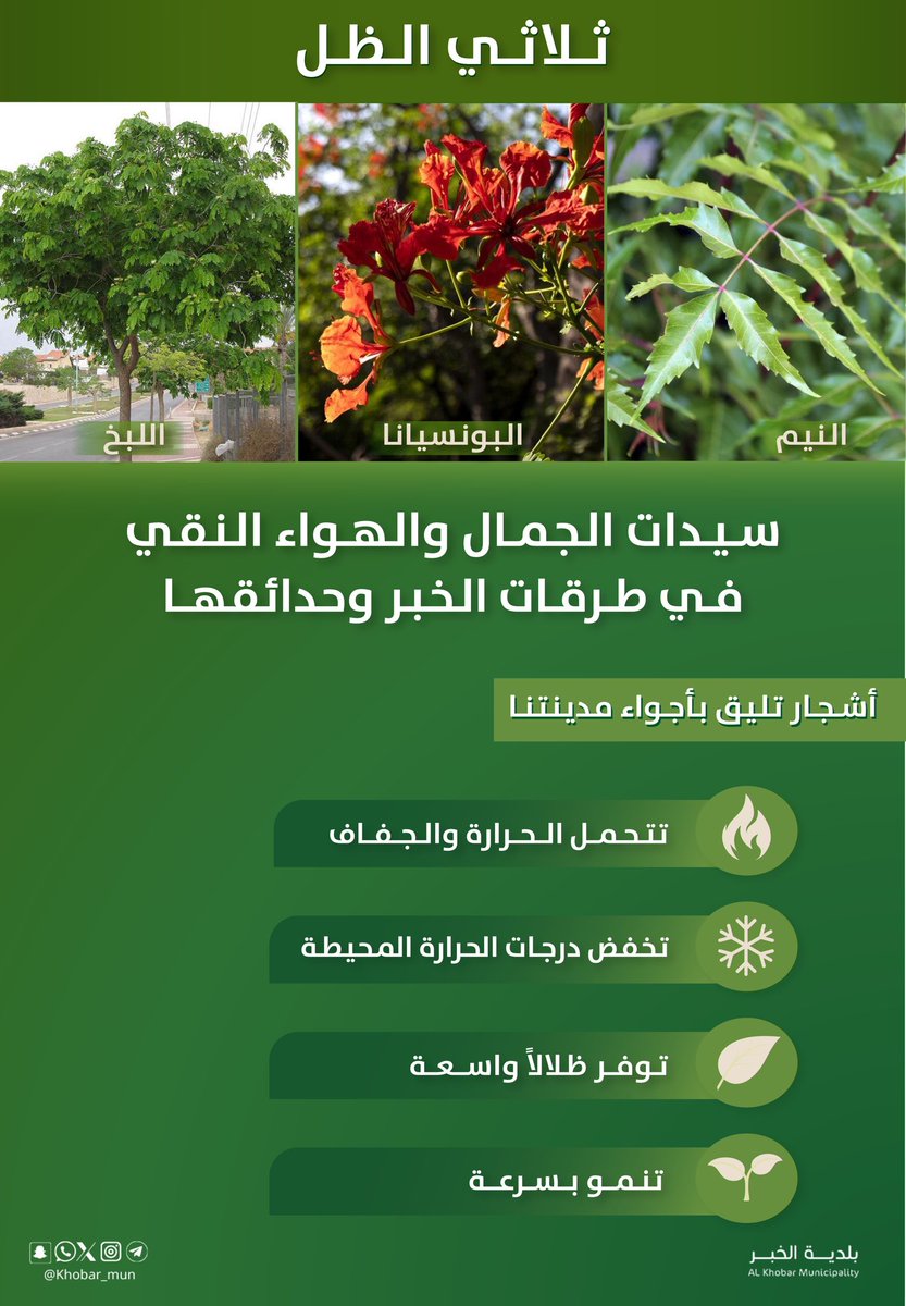 #بلدية_الخبر

ثلاثي الظل يزهر في #الخبر 🌳

النيم، اللبخ، البونسيانا 

10,000 شجرة قادمة تغيّر وجه المدينة

#الخبر_خضراء نحو مدن أجمل وحياة أنقى 💚