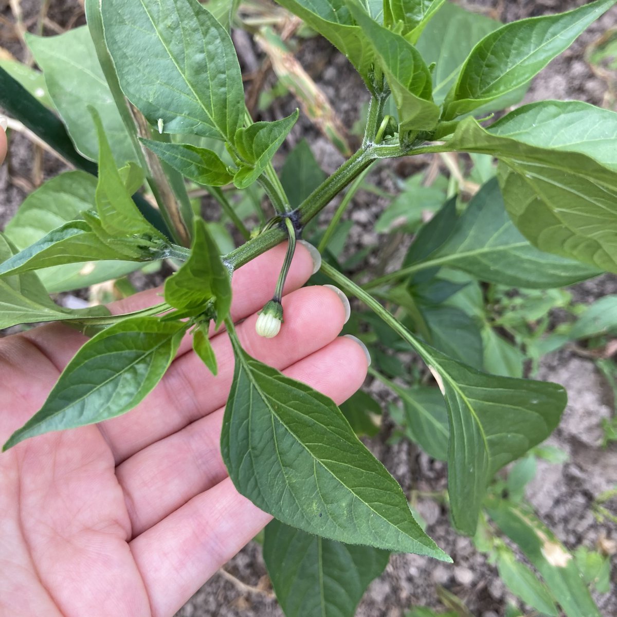 ハラペーニョ、花が咲こうとしてる