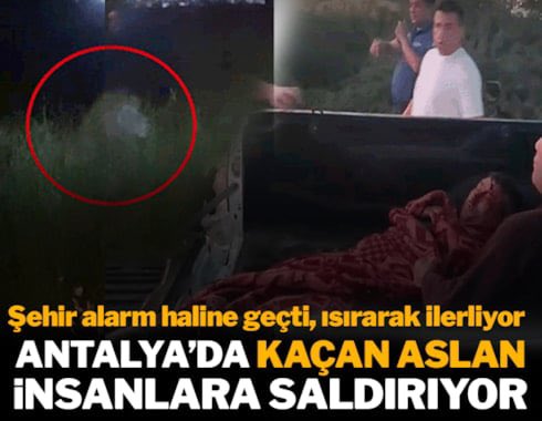 ŞAKA GİBİ ÜLKEDEYİZ

Düşünün ki Manavgat'ta tatile gidiyorsun ve aslan saldırısı sonrası ağır yaralısın.

Bu haberi AHaber muhtemelen şöyle verirdi: 
“Avrupa'daki hayvanat bahçelerindeki yaşam koşullarını denetlemek üzere Yunanistan'a botla geçmeye çalışan firari aslan her yerde