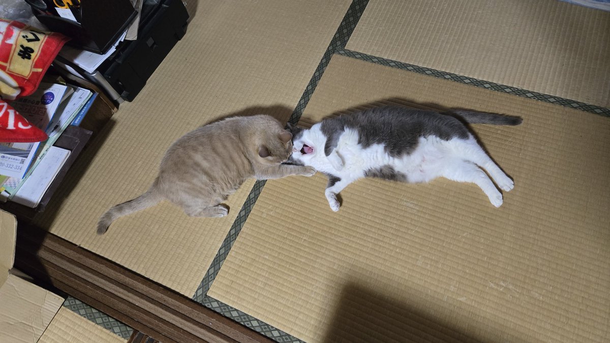 猫羽（ねこう） on X: 