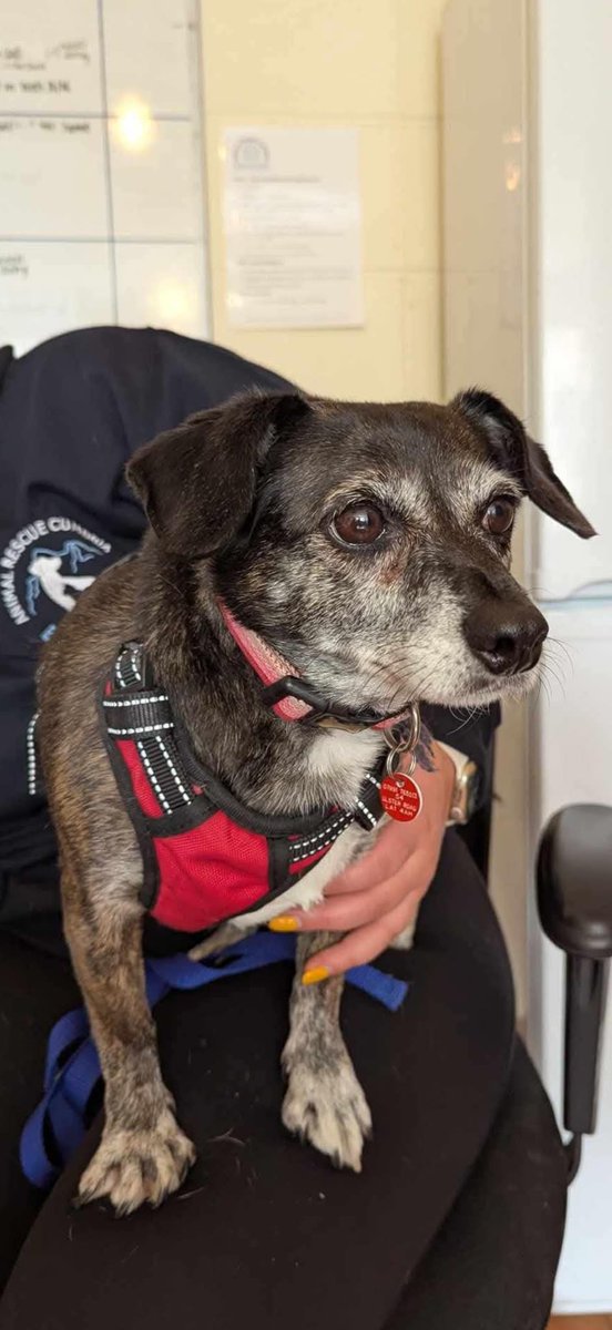 MissingPetsGB's tweet photo. 🐕  PEPPA went missing in
The Marina Village #Windermere #LA23
#Bowness area on 30 June 2025

Peppa is microchipped &amp; in unknown territory,

Please do not chase or try to catch, report sightings only!

Please share to get this very frightened girl to safety. https://t.co/cHAoeDDInH