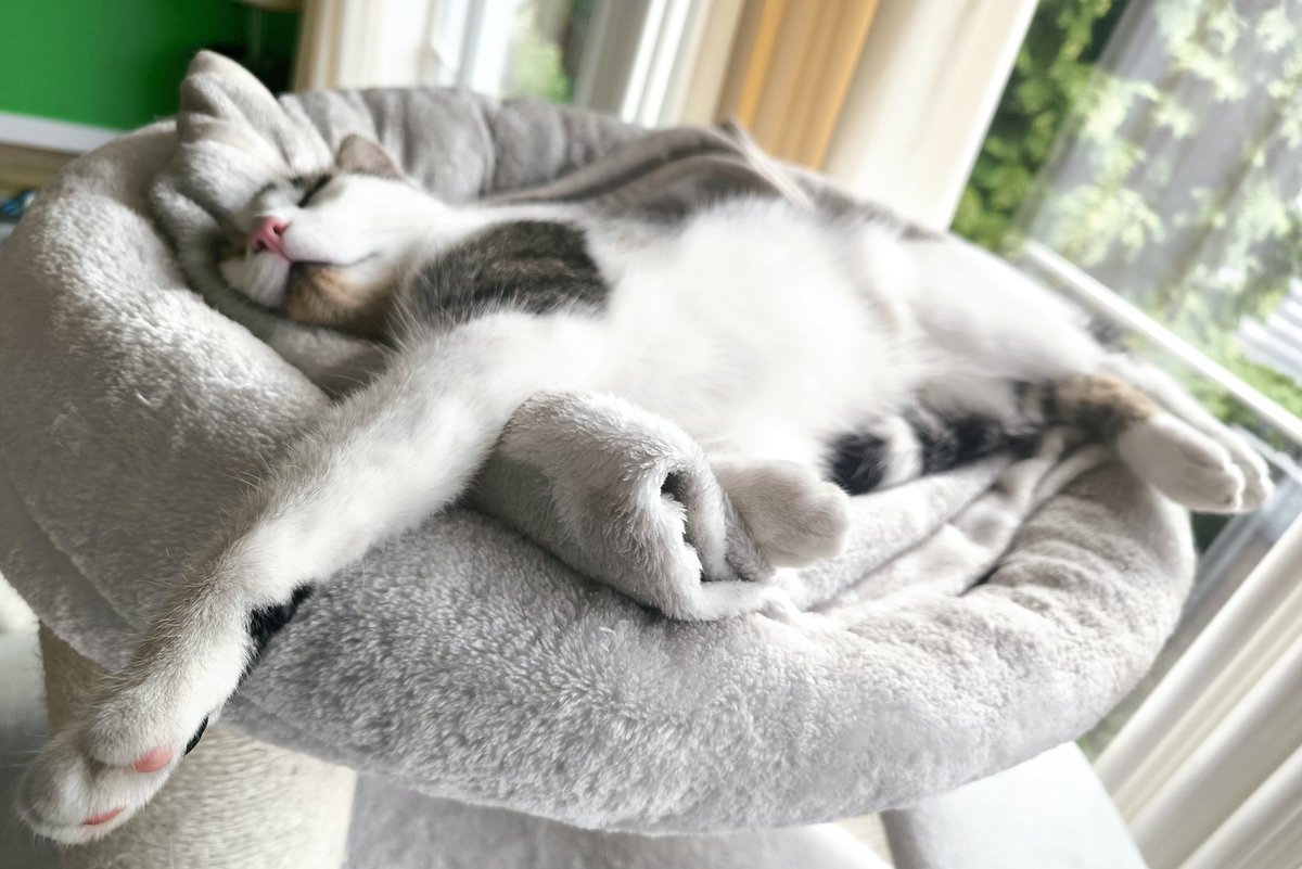 DocOnco's tweet image. Katze zu 8% aufgeladen.
Waren halt auch die ganze Nacht draußen.