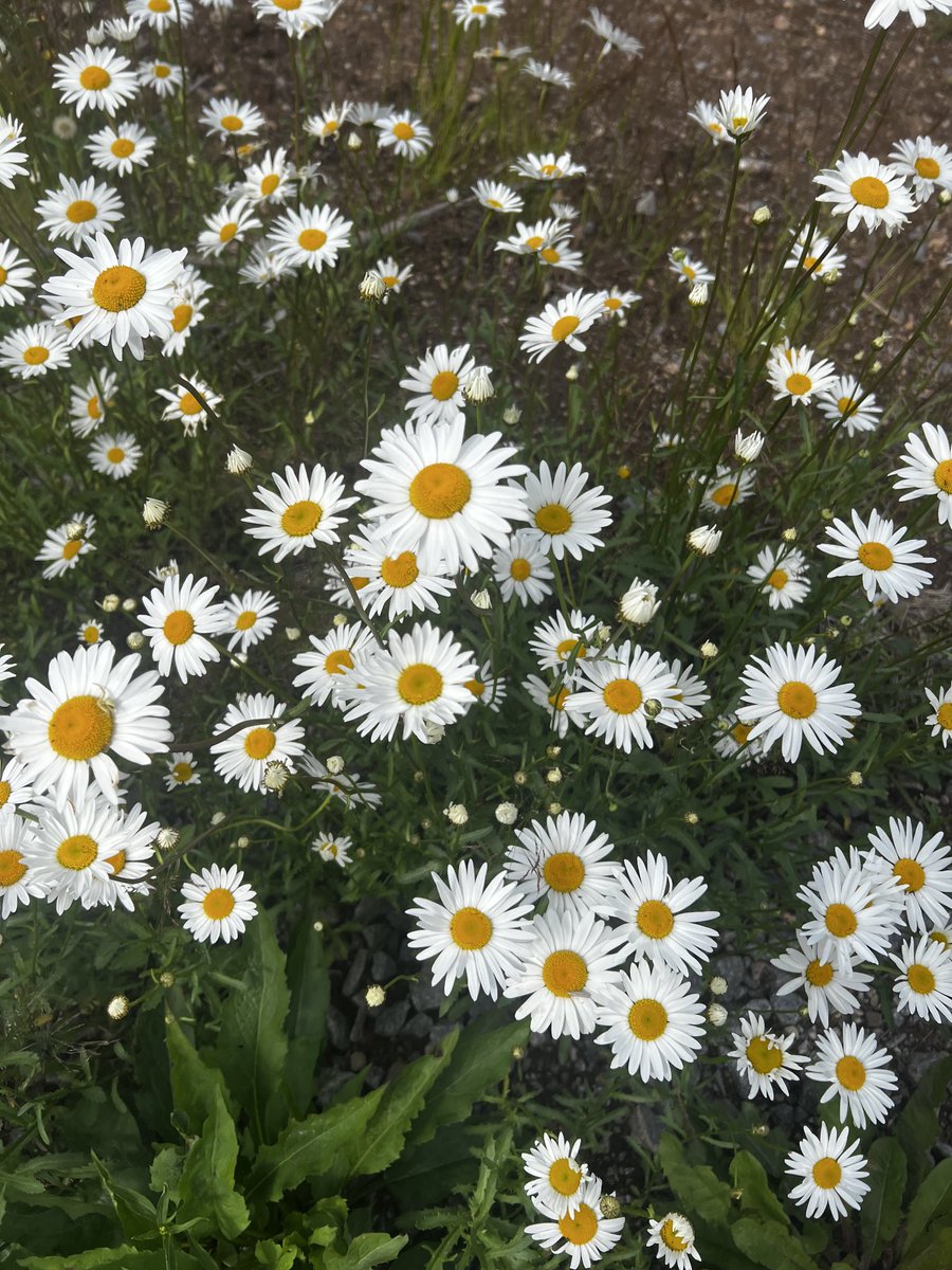 Aamun sauvakympin kukkaloistoa ja maisema. Just pääsin kastumatta kotiin. Nyt aamulla uuniin hautumaan laitettua #RapionMylly’n ohrahelmistä uuniohrapuuroa lounaaksi.