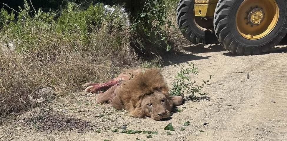Firari aslan Zeus, yakalanarak etkisiz hale getirildi.

Aslanın bayıltılmak yerine öldürülmesi tepkilere neden oldu.