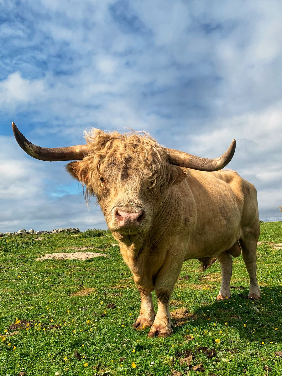 Gille Ban Rona…
8 years old
Our new bull seems to settle well.

🐮💪

#sundayvibes #GoodVibesOnly #farming #croft #jefinuist #outerhebrides #Scotland #StormHour