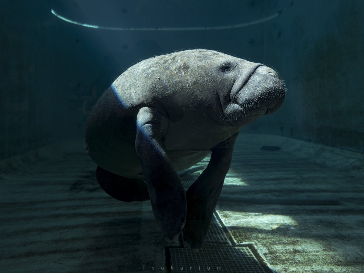 先月4歳を迎えた美ら海水族館のアメリカマナティー
まだあどけなさは残るけど生後約半年の頃の写真と見比べると立派に成長してて微笑ましい