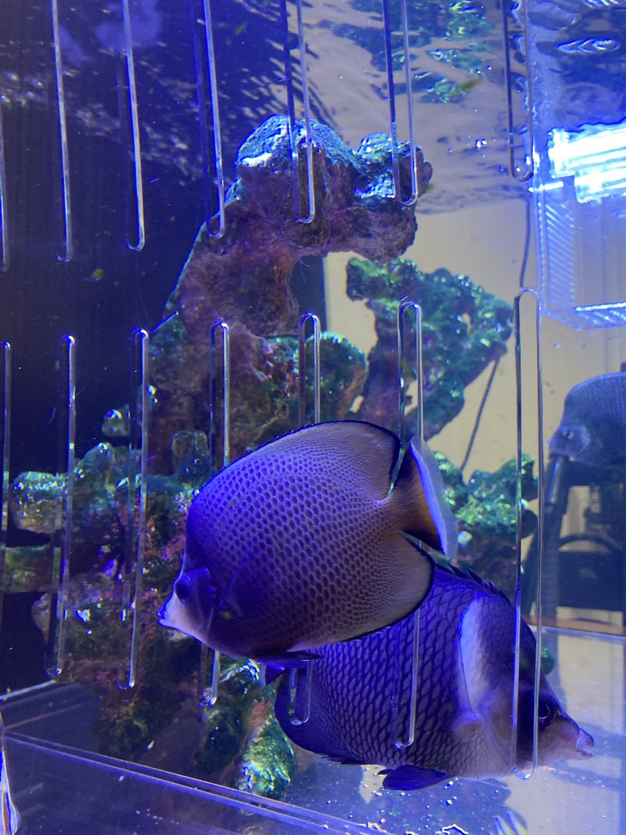 basabei's tweet image. ブラックスポットBF
ずいぶん大きくなったなあ。