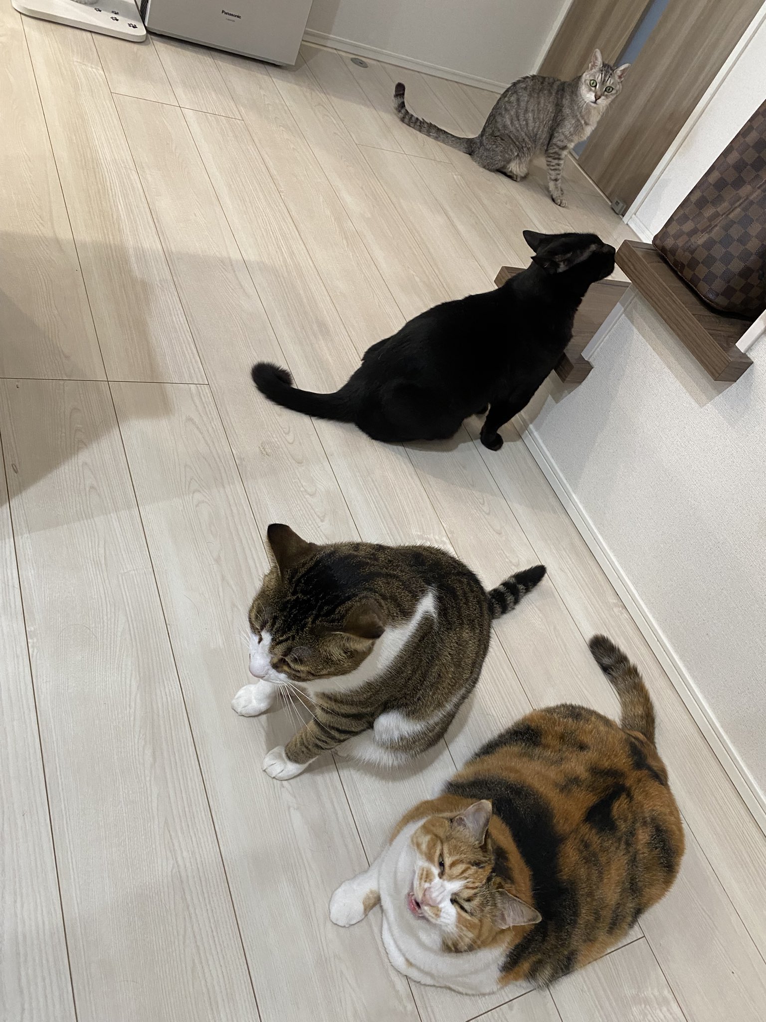 ねこママちゃんセレクト ねこママちゃんセレクト 5匹の猫のママ (@30e9W9jTHpqeyUV) / X