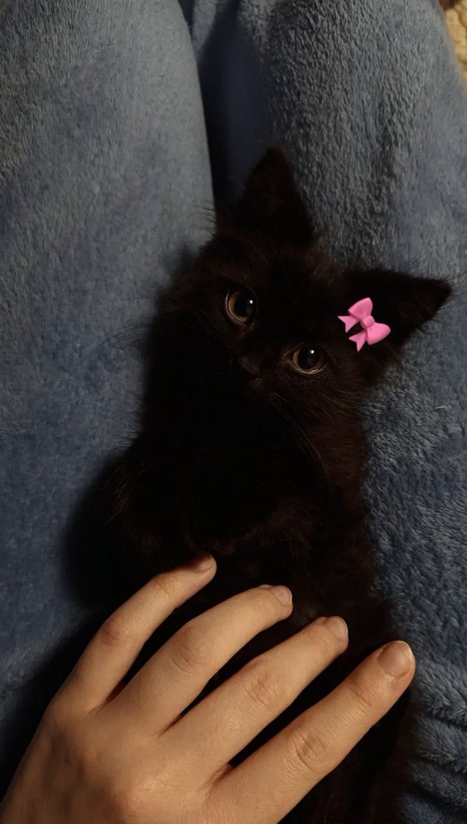 Black cats are not bad luck (@visualscat) on Twitter photo 