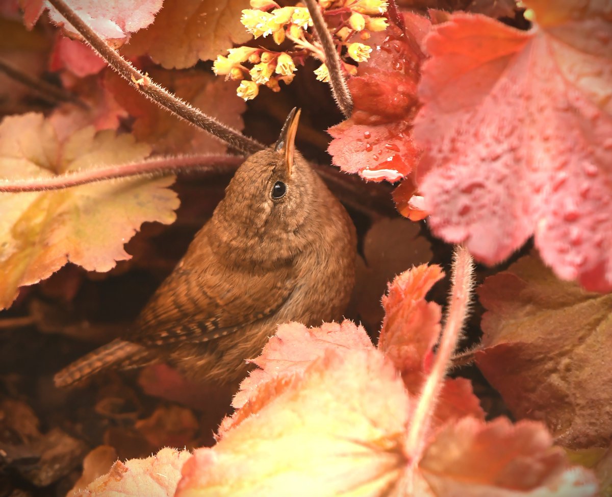 Jenny Wren in the rain 🤎