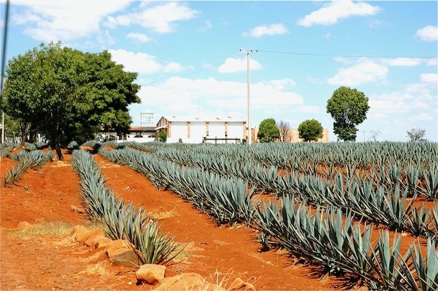 Bestseller Tequila 2025
#Tequila
#Bestseller
#blanco 
#reposado
#anejo
#añejo 
#onlineshop 
#extraañejo
#cristalino
#mexico
#méxico
#agave
#blueweberagave
#margarita
#margaritas
#onlineshopping
#instagram
#insta
#drinking
#Cocktail
#family
#fiesta
#enjoy
#Paloma
#juli
#summer