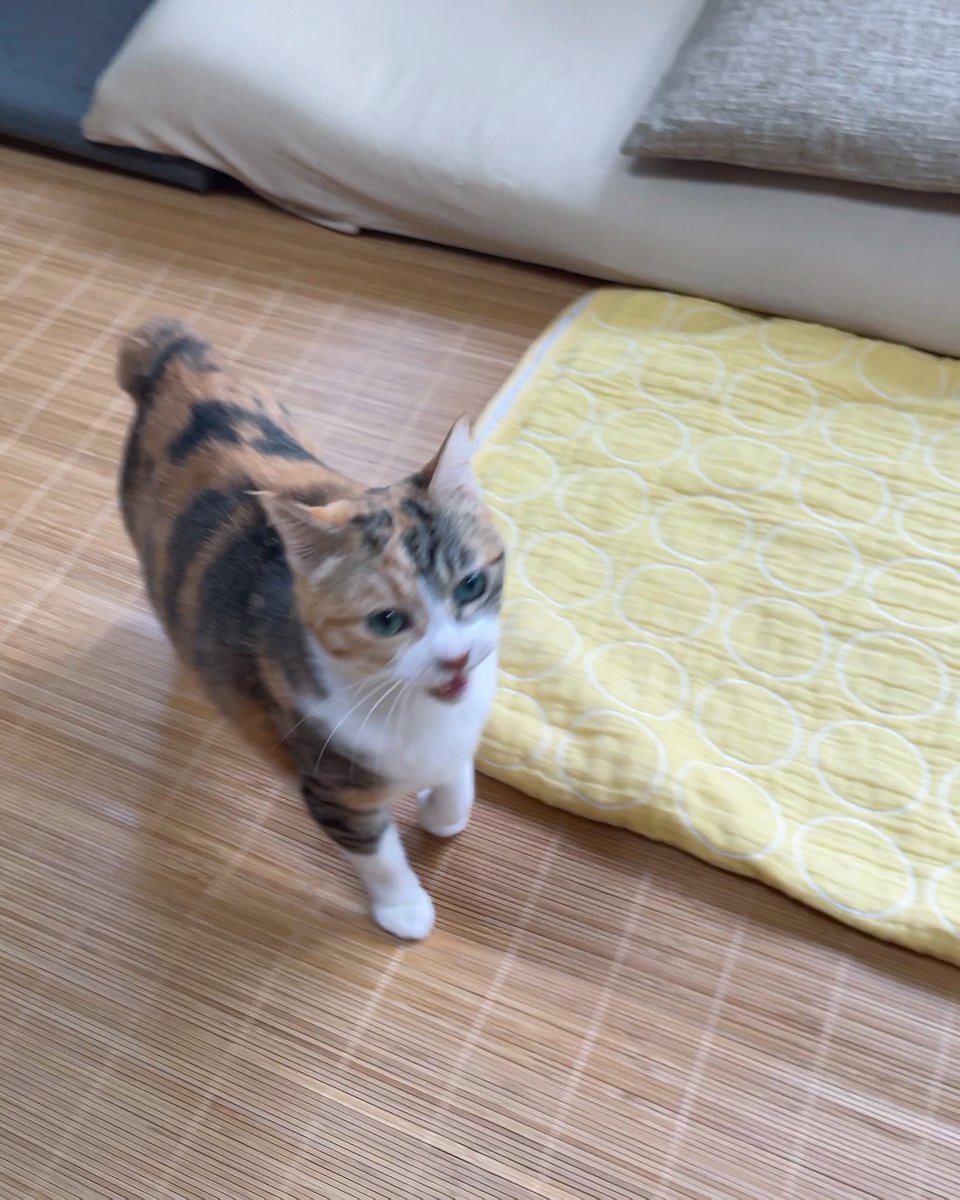 2ページ猫漫画「菊ちゃんの日課」