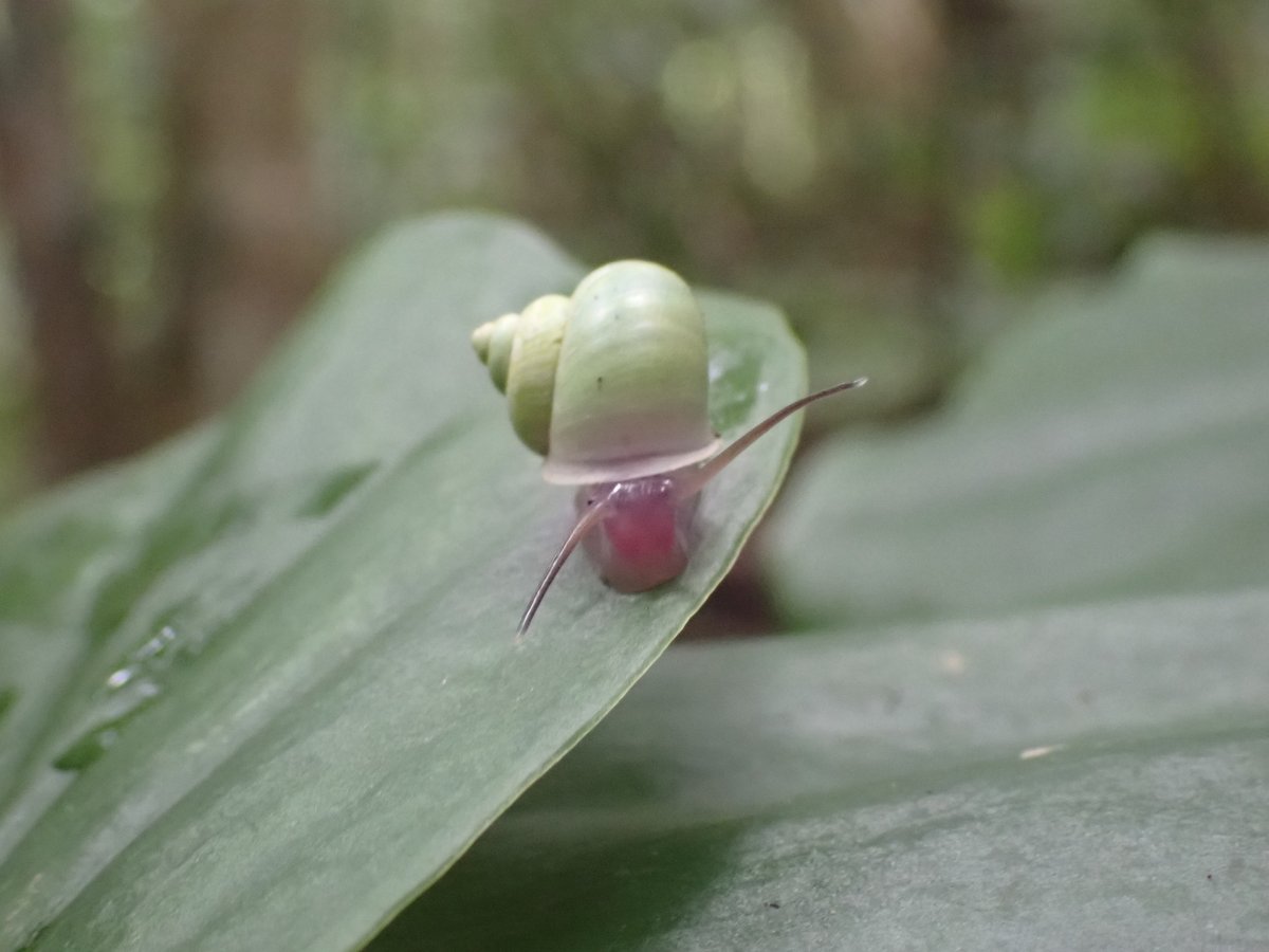 アオミオカタニシさん