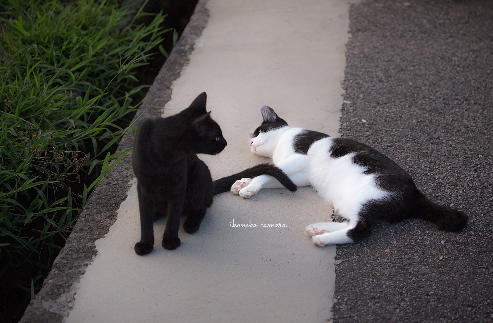 いこねこ on X: 