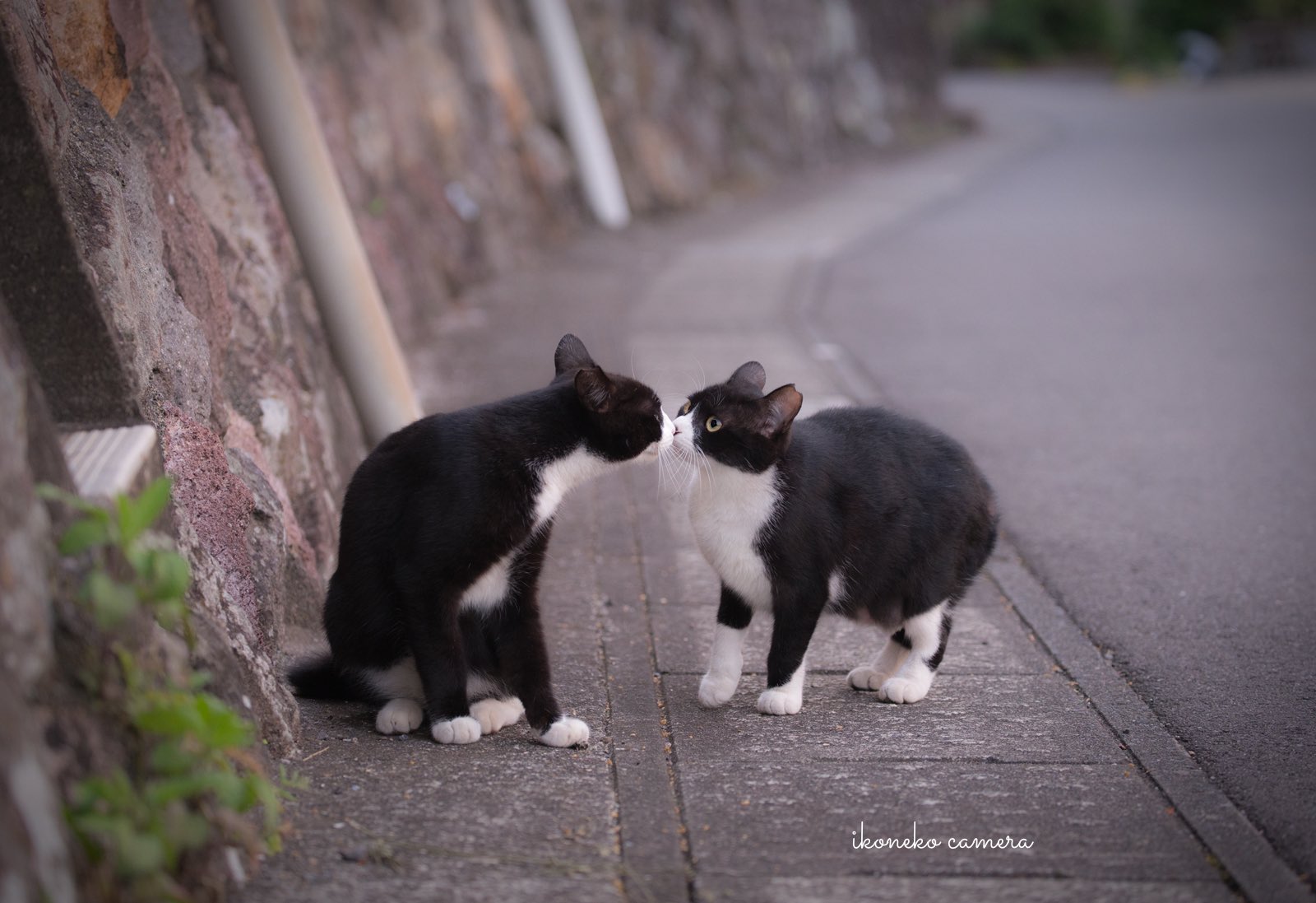 【予約】 いこねこ  X: on 財布・ケース・小物入れ