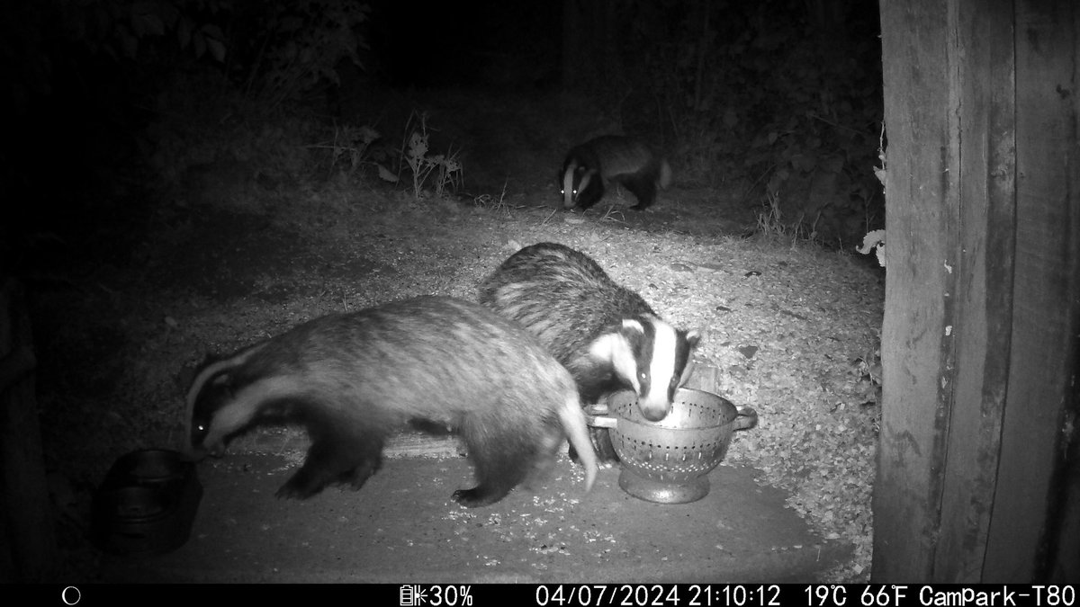 Kettering Wildlife corner tweet media