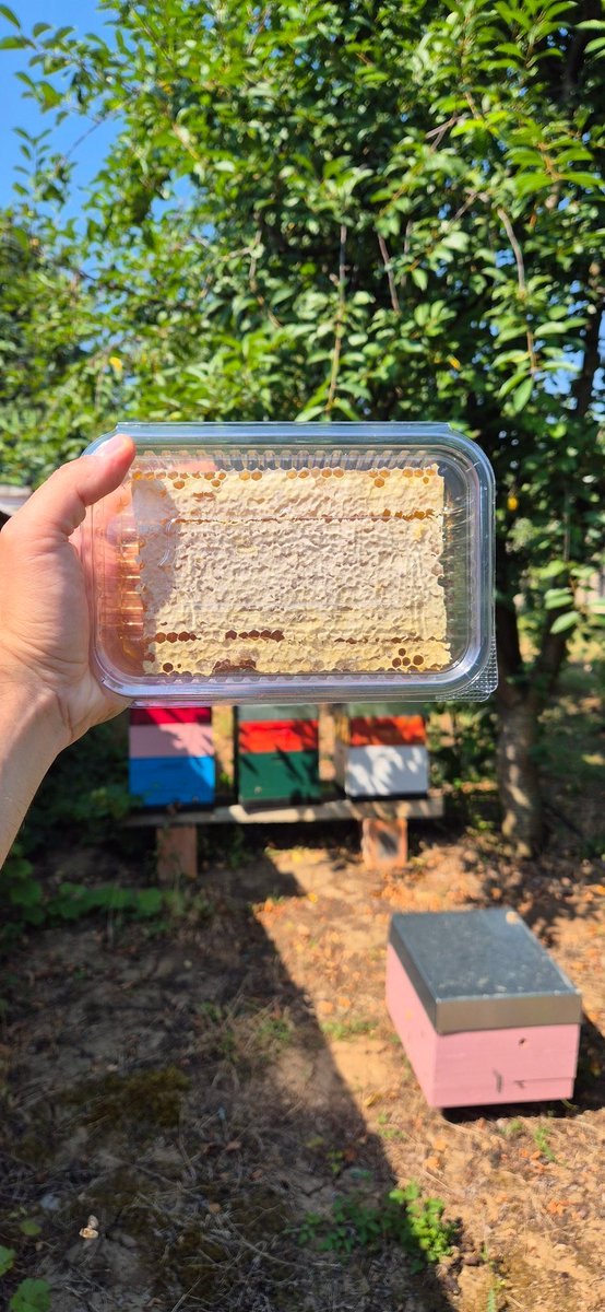 За сите љубители на парче саќе. 🍯🍯🍯 во ограничени количини. Нарачки во ДМ. Може рт.