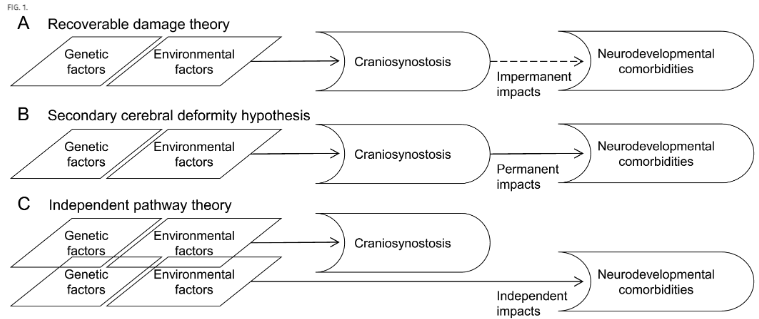 TheJNS's tweet image. #FreeArticle. Researchers assess clinical manifestations in patients with overlapping risk genes associated with craniosynostosis and autism spectrum disorder.
thejns.org/pediatrics/vie…