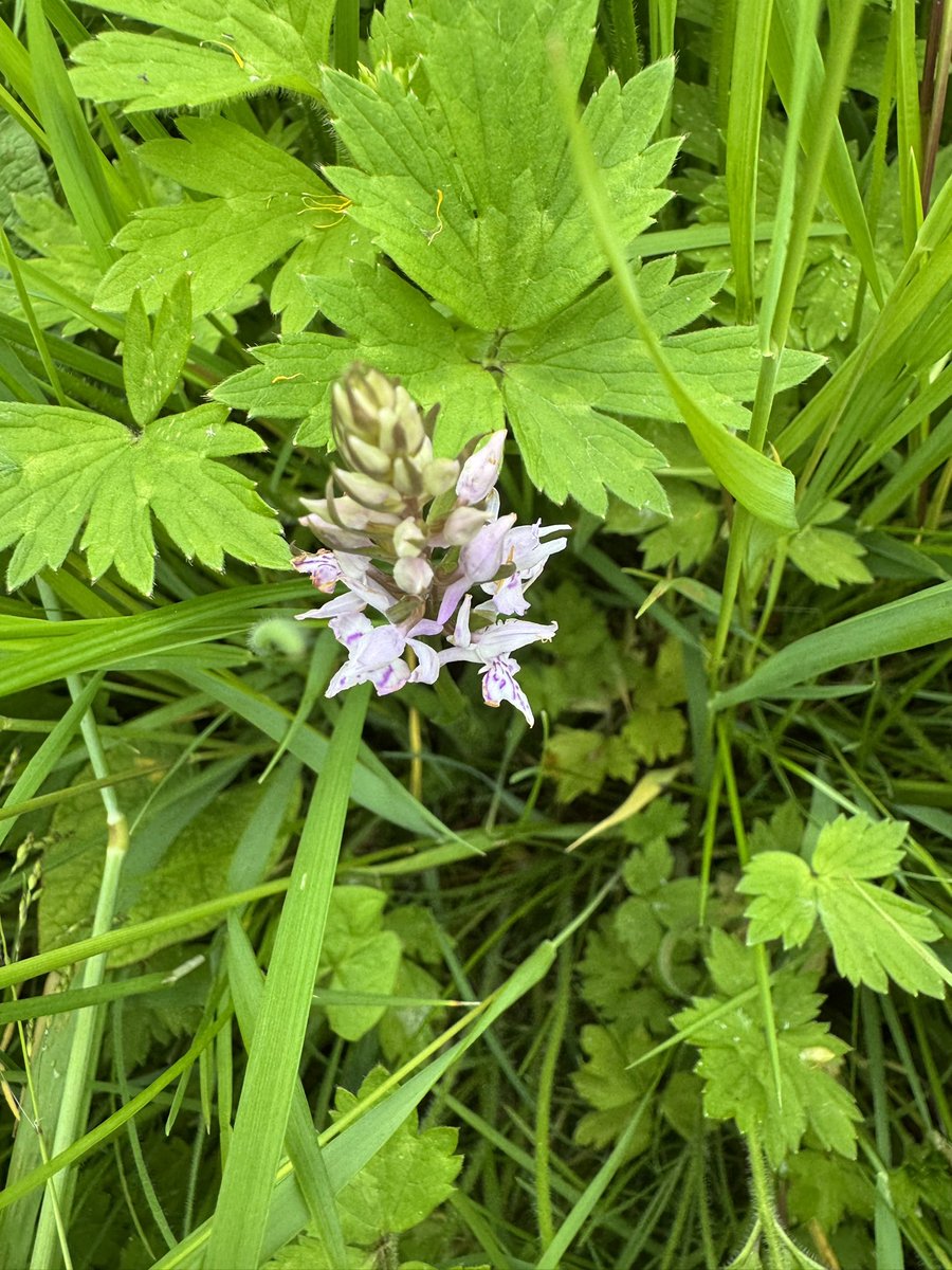 #nationalmeadowday Celebrating our small yet important meadow that we have established at The Chestnuts holiday cottage. Every meadow counts #biodiversity #meadows #Cotswolds #orchid