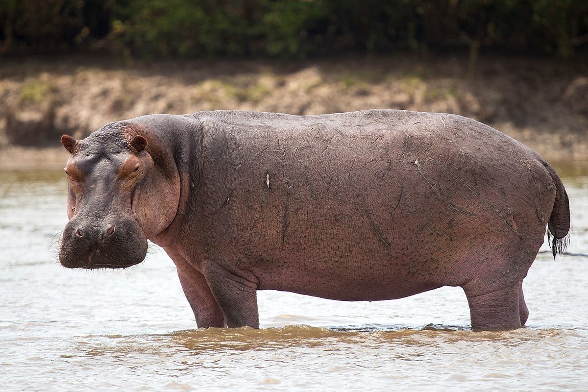 Does anyone else think, that from certain angles; #Hippos look #adorable? 
#Hippopotamus #Wildlife #Animals #Nature