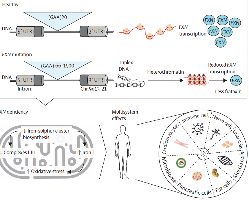 AtaxiasARG's tweet image. #Friedreich's ataxia-a rare, multisystem disease
The approval of omaveloxolone by the FDA and EMA has been a significant pharmacological milestone; however, further research addressing the complex interorgan interactions is crucial. @TheLancetNeuro
thelancet.com/journals/laneu…