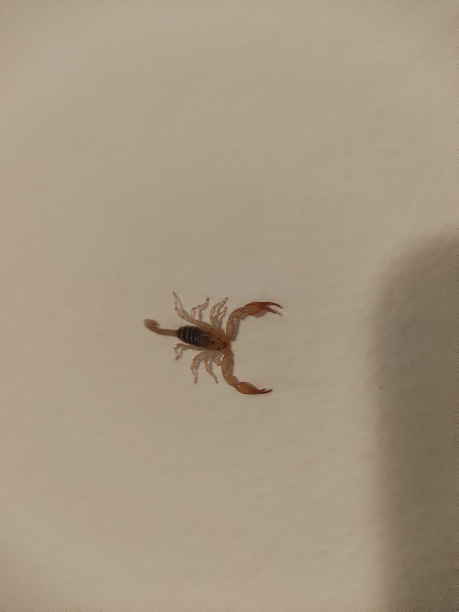 Арахнолои есть?
Кто это забежал ко мне на огонёк?
(Размером с ноготь большого пальца)